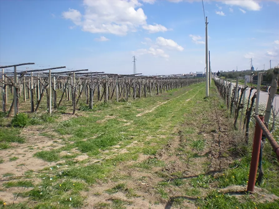 Immagine 2 di Terreno agricolo in vendita  a Cerignola