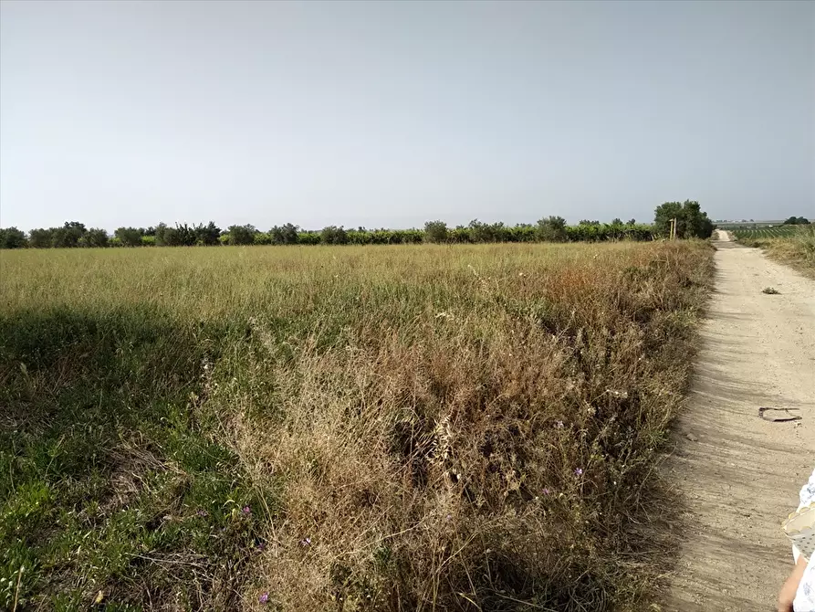 Immagine 1 di Terreno agricolo in vendita  a Cerignola