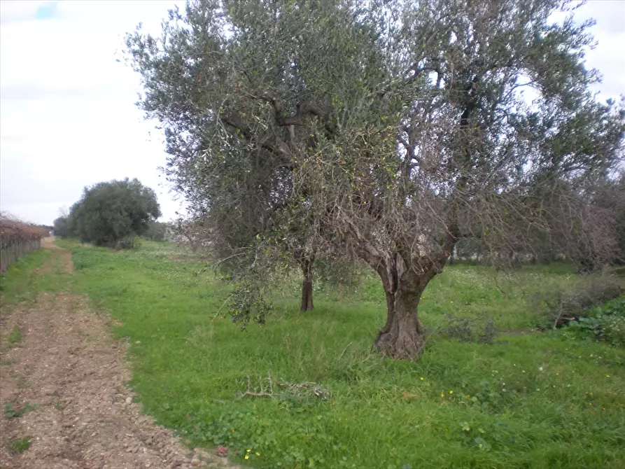 Immagine 4 di Terreno agricolo in vendita  a Cerignola