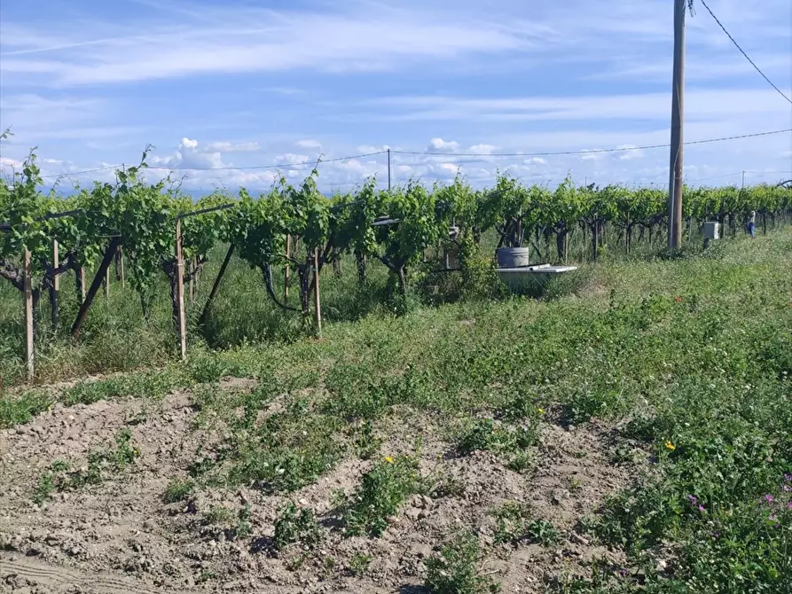 Immagine 2 di Terreno agricolo in vendita  a Cerignola