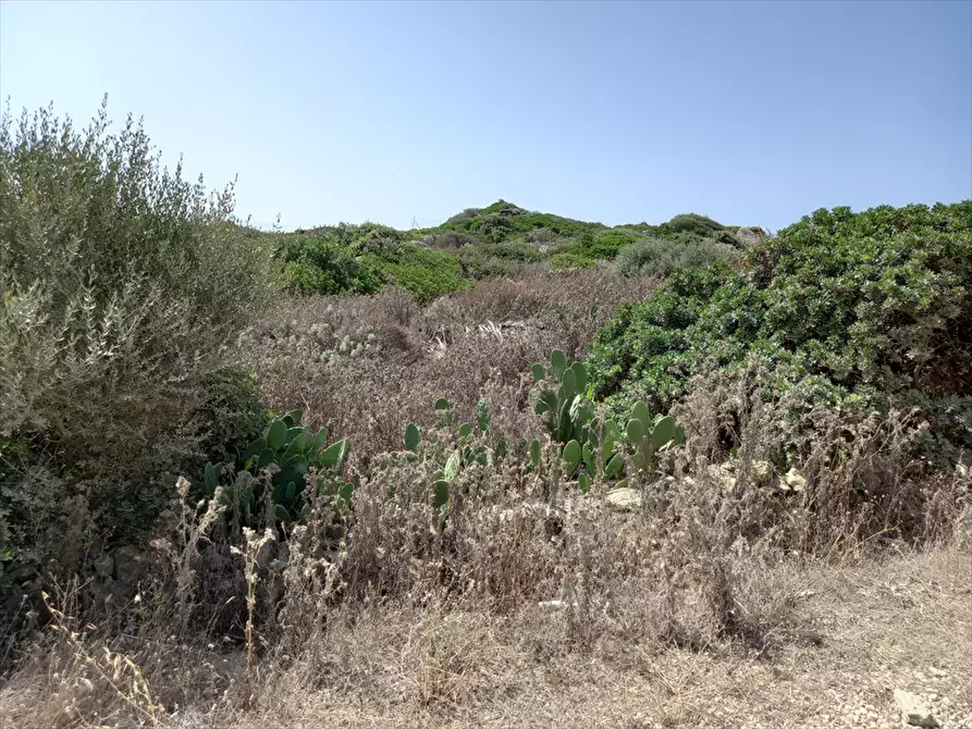 Immagine 8 di Terreno agricolo in vendita  in Biancareddu La Nurra 