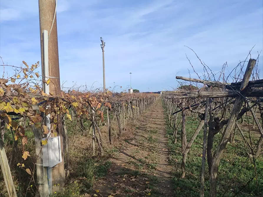 Immagine 2 di Terreno agricolo in vendita  a Cerignola