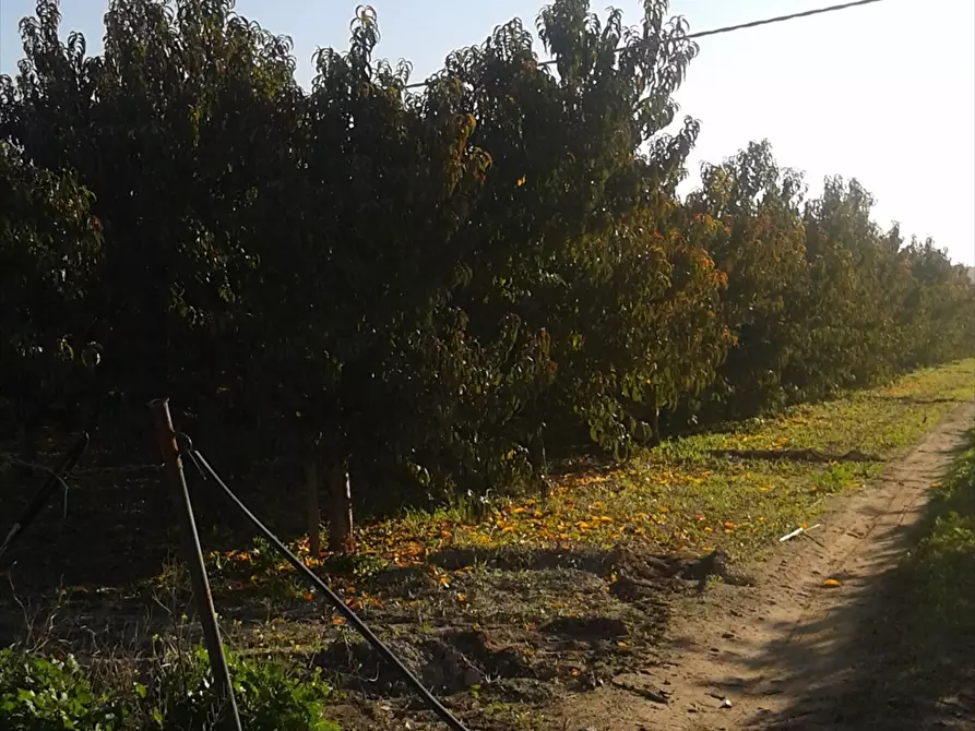 Immagine 4 di Terreno agricolo in vendita  a Cerignola