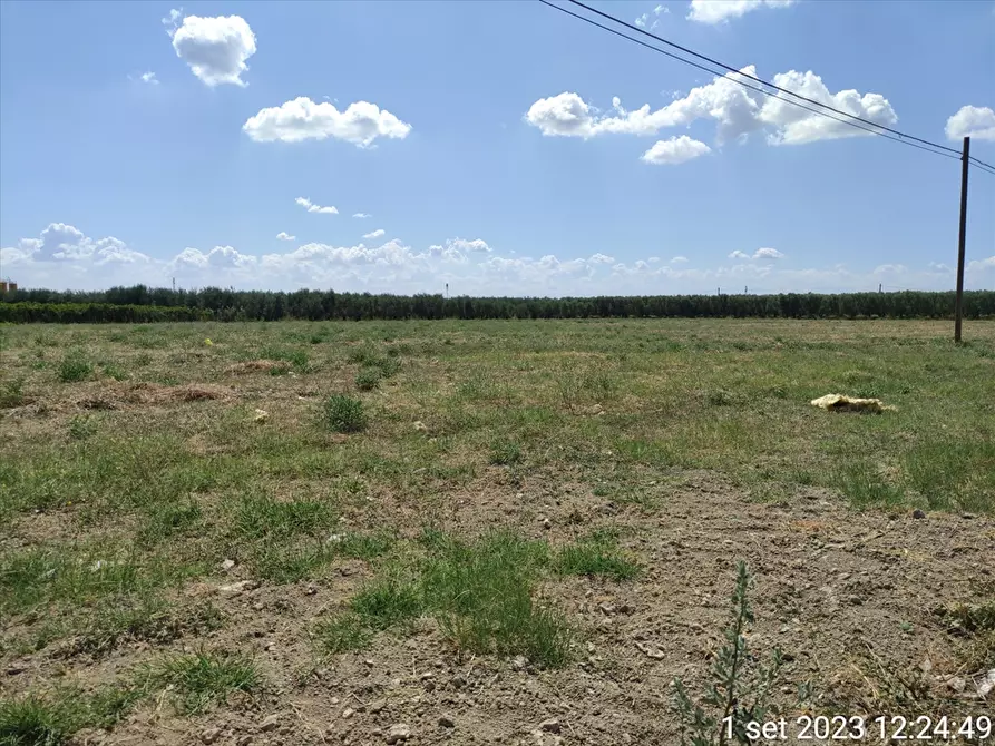 Immagine 2 di Terreno agricolo in vendita  a Cerignola