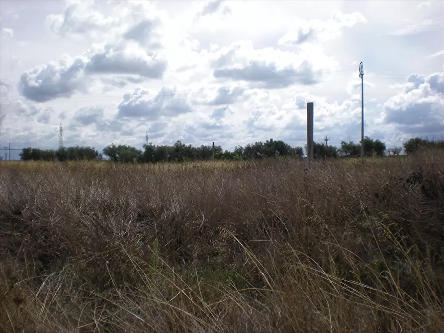 Immagine 3 di Terreno agricolo in vendita  a Cerignola