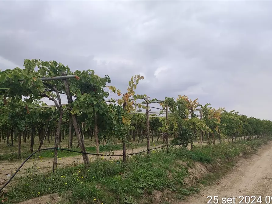 Immagine 5 di Terreno agricolo in vendita  a Cerignola