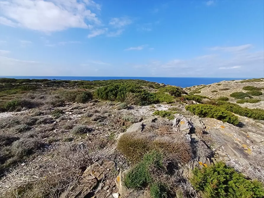 Immagine 3 di Terreno agricolo in vendita  in Località Tanca di Li Baddi a Stintino