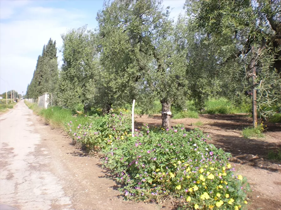 Immagine 5 di Terreno agricolo in vendita  a Cerignola