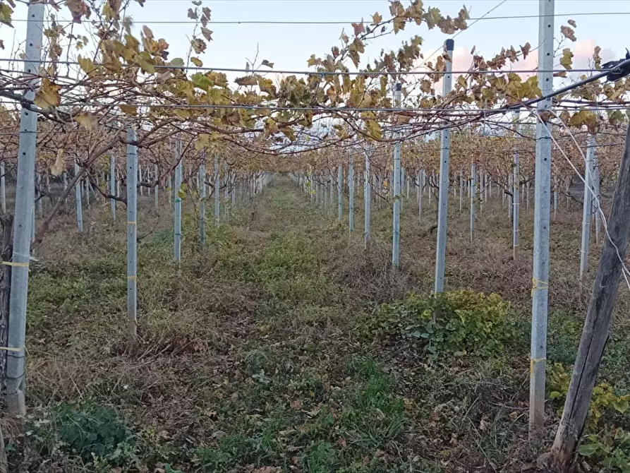 Immagine 2 di Terreno agricolo in vendita  a Trani