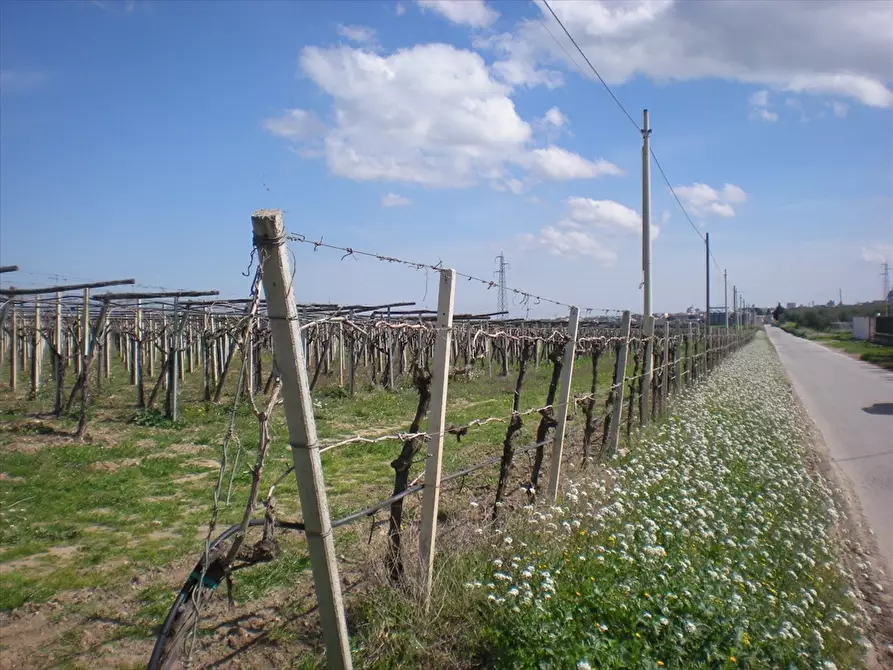 Immagine 4 di Terreno agricolo in vendita  a Cerignola