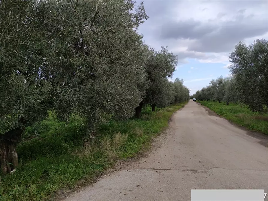 Immagine 7 di Terreno agricolo in vendita  a Cerignola