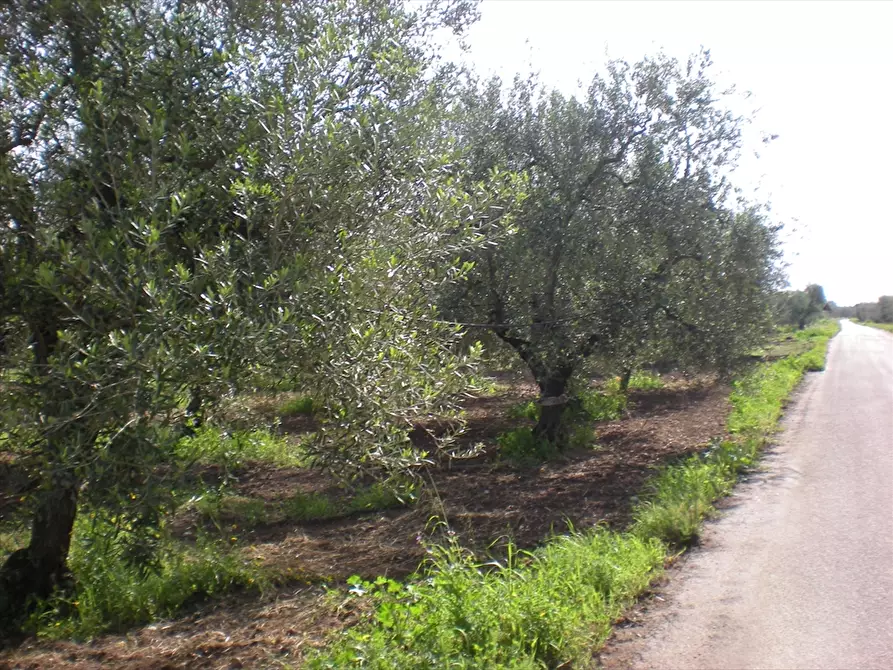 Immagine 3 di Terreno agricolo in vendita  a Cerignola