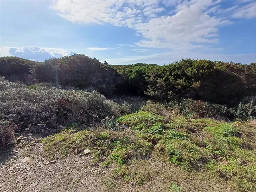 Immagine 6 di Terreno agricolo in vendita  in Cala Scoglietti 