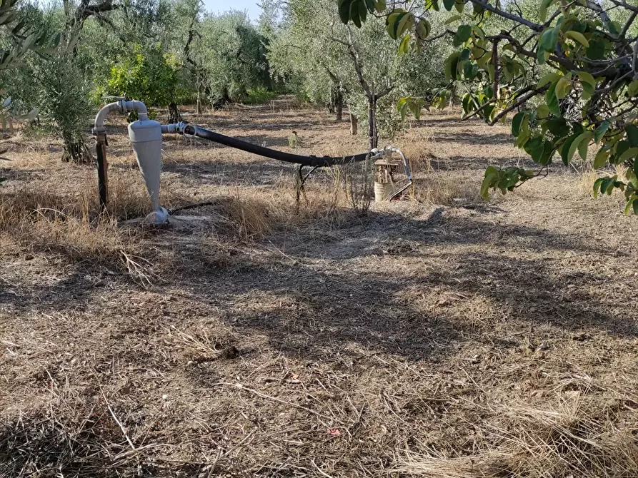 Immagine 19 di Terreno agricolo in vendita  in Contrada San Vito a Cerignola