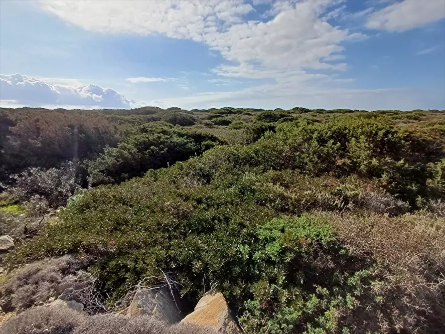 Immagine 9 di Terreno agricolo in vendita  in Cala Scoglietti 