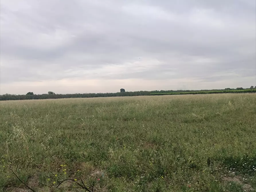 Immagine 2 di Terreno agricolo in vendita  a Cerignola