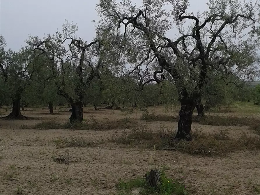 Immagine 2 di Terreno agricolo in vendita  a Cerignola