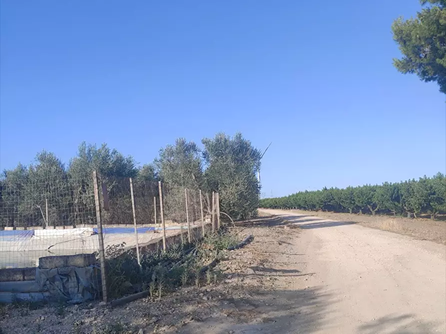 Immagine 2 di Terreno agricolo in vendita  in BORGO TRESSANTI  a Cerignola