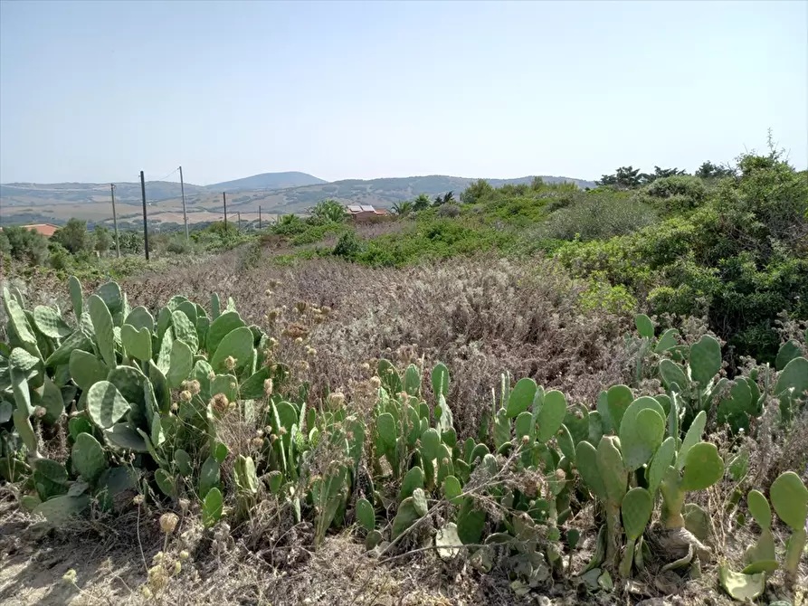 Immagine 11 di Terreno agricolo in vendita  in Biancareddu La Nurra 