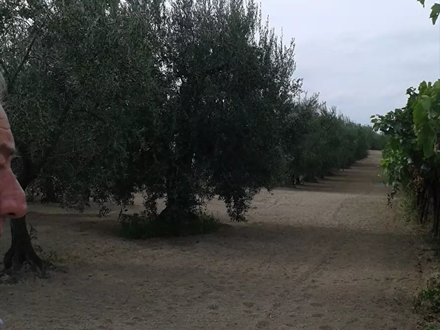 Immagine 5 di Terreno agricolo in vendita  a Cerignola