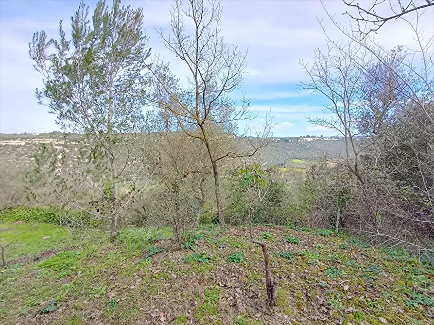 Immagine 16 di Terreno agricolo in vendita  in Zipirianu Località Ledò a Tissi