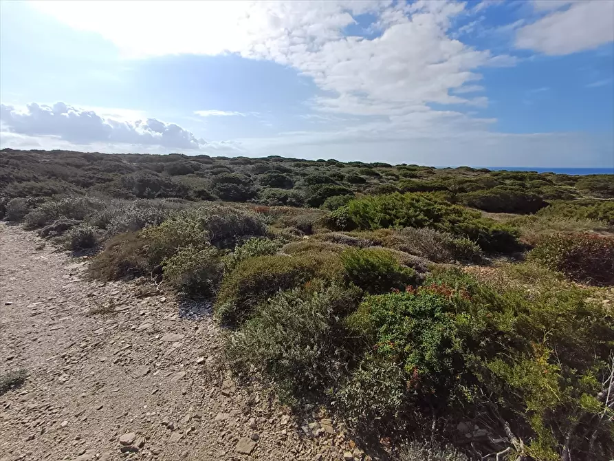 Immagine 11 di Terreno agricolo in vendita  in Cala Scoglietti 