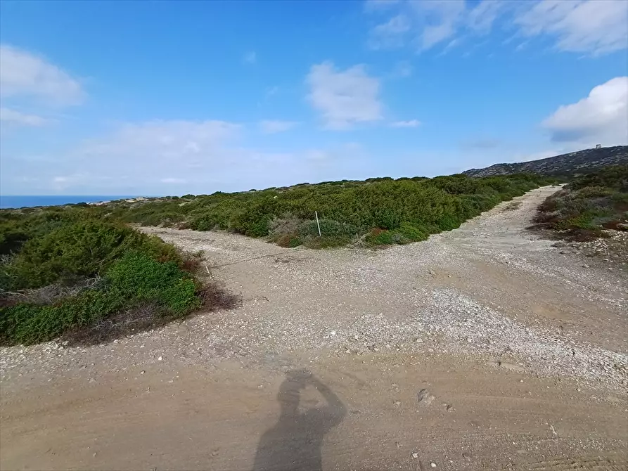 Immagine 27 di Terreno agricolo in vendita  in Cala Scoglietti 