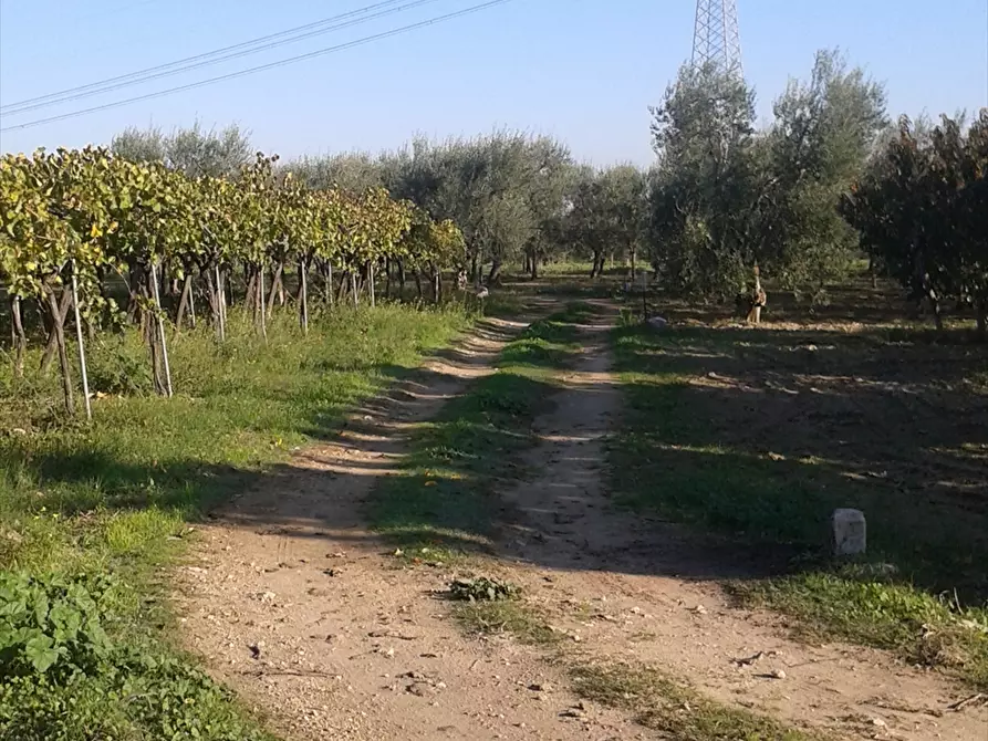 Immagine 5 di Terreno agricolo in vendita  a Cerignola