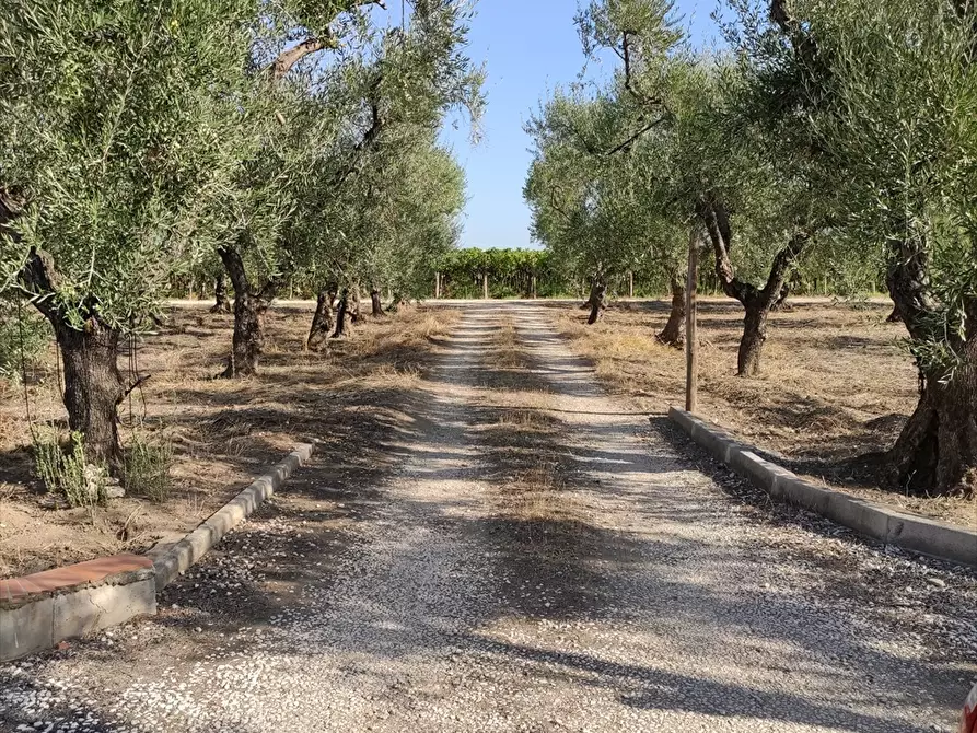 Immagine 20 di Terreno agricolo in vendita  in Contrada San Vito a Cerignola