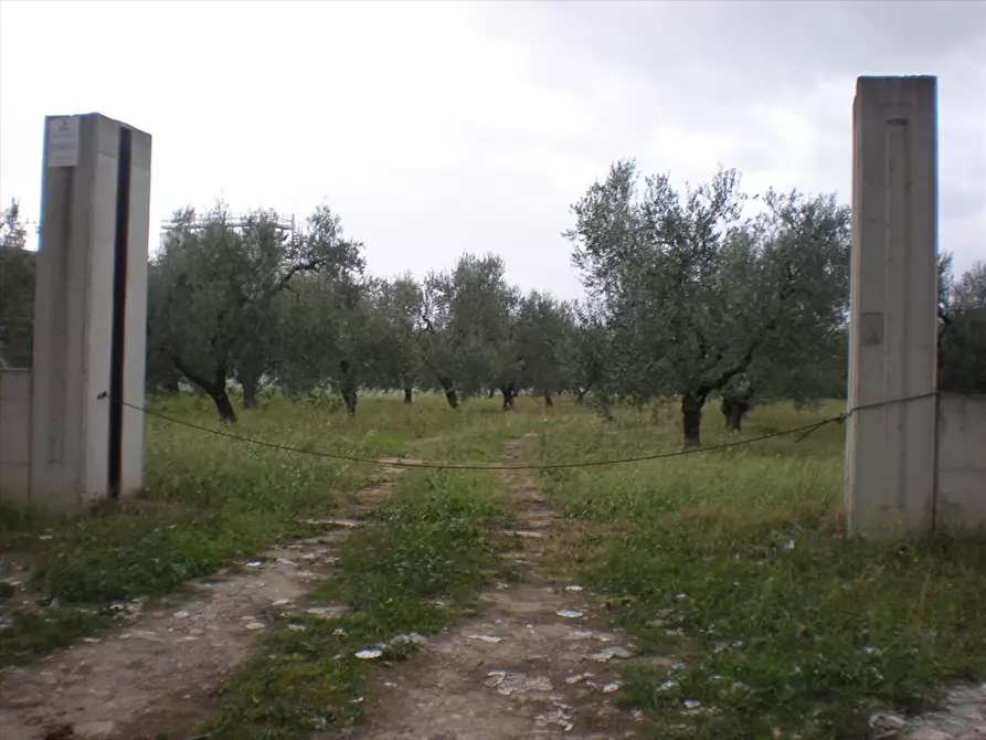 Immagine 3 di Terreno agricolo in vendita  a Cerignola