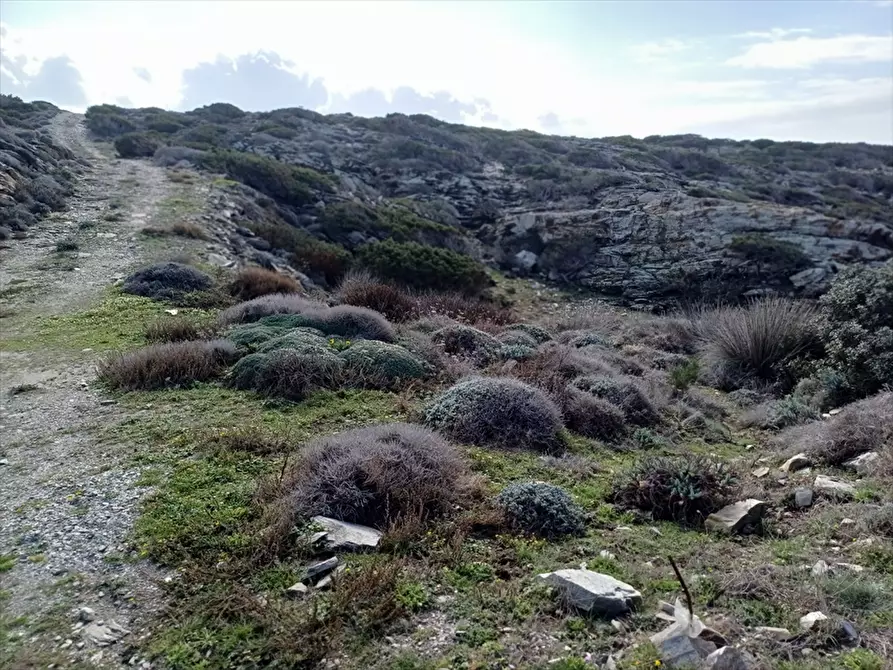 Immagine 23 di Terreno agricolo in vendita  in Cala Scoglietti 