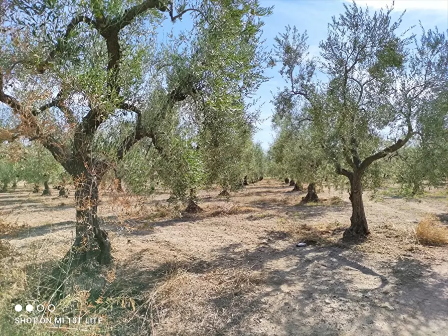 Immagine 4 di Terreno agricolo in vendita  in Strada Via Melfi  a Cerignola