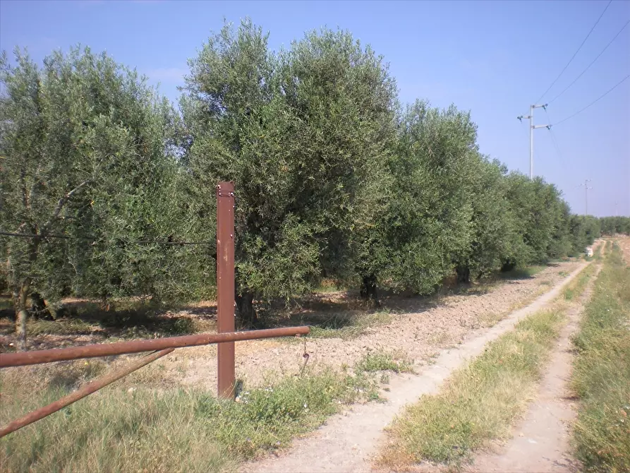 Immagine 5 di Terreno agricolo in vendita  a Cerignola
