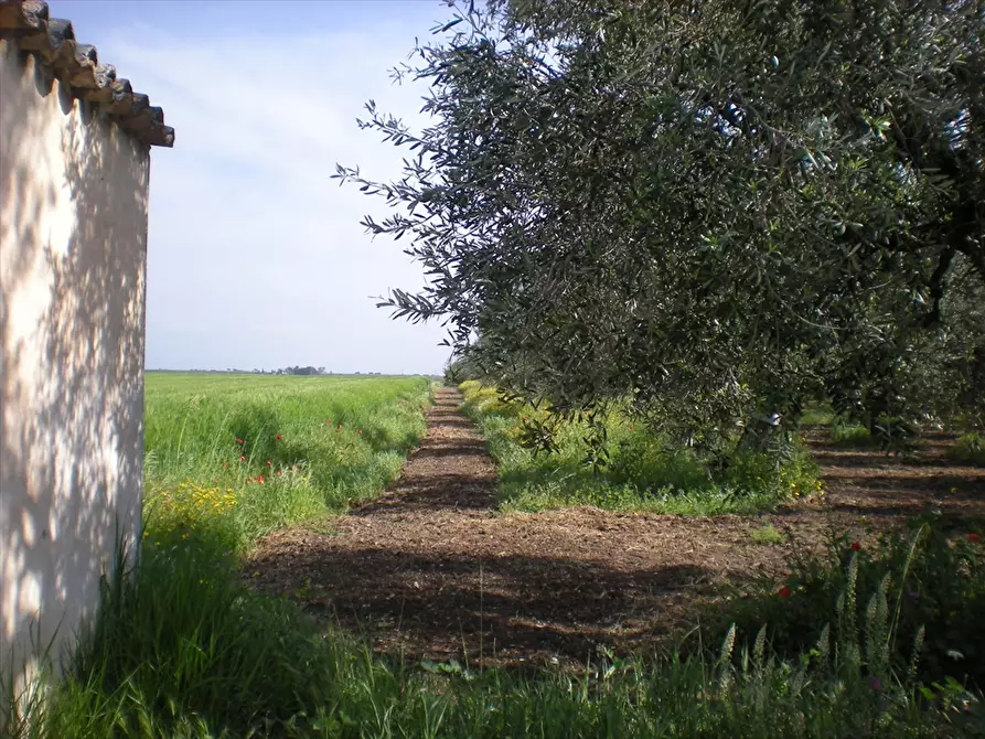 Immagine 7 di Terreno agricolo in vendita  a Cerignola