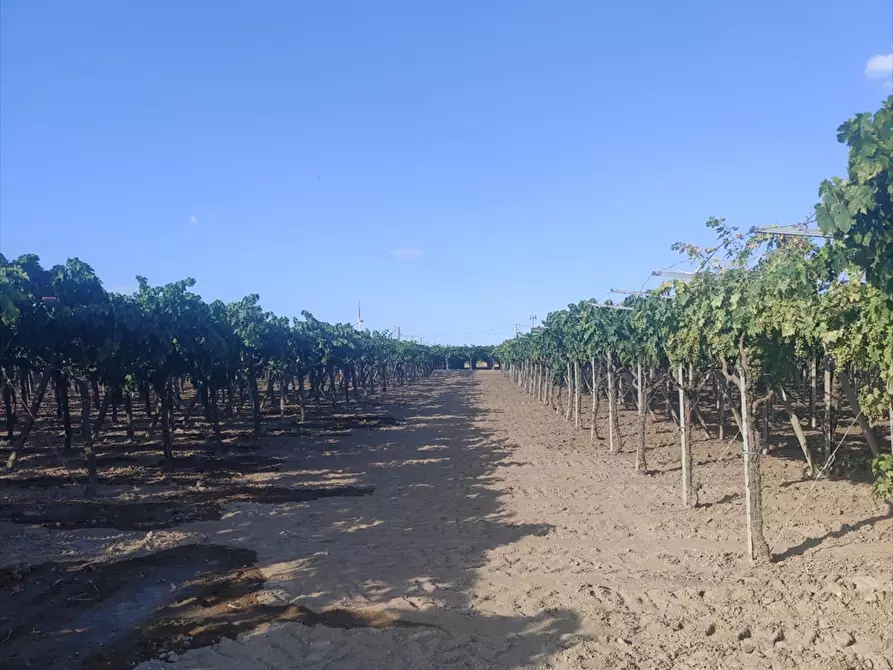 Immagine 5 di Terreno agricolo in vendita  in BORGO TRESSANTI  a Cerignola