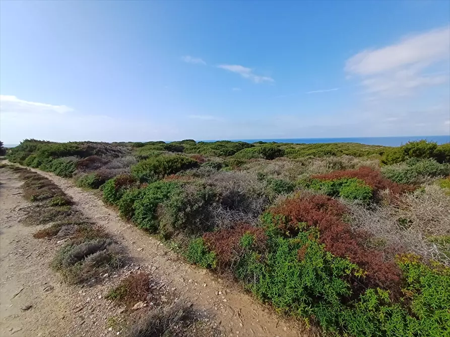 Immagine 28 di Terreno agricolo in vendita  in Cala Scoglietti 