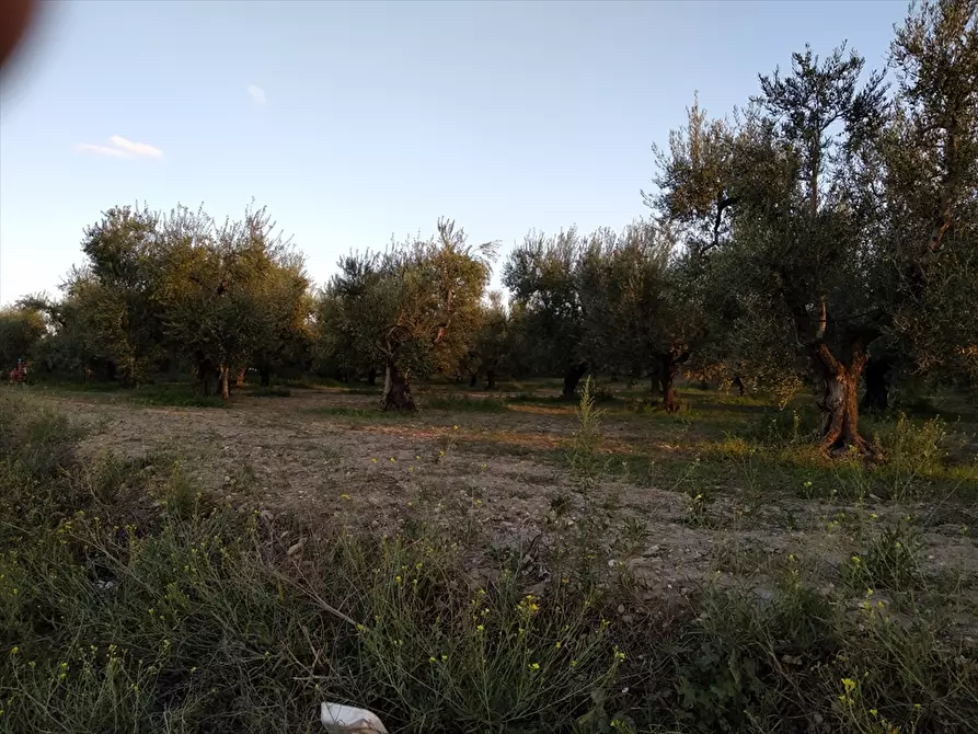 Immagine 1 di Terreno agricolo in vendita  a Cerignola