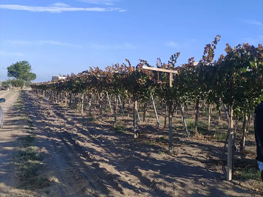 Immagine 3 di Terreno agricolo in vendita  a Cerignola