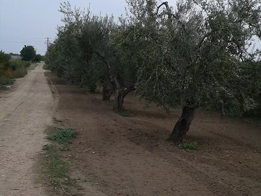 Immagine 6 di Terreno agricolo in vendita  a Cerignola