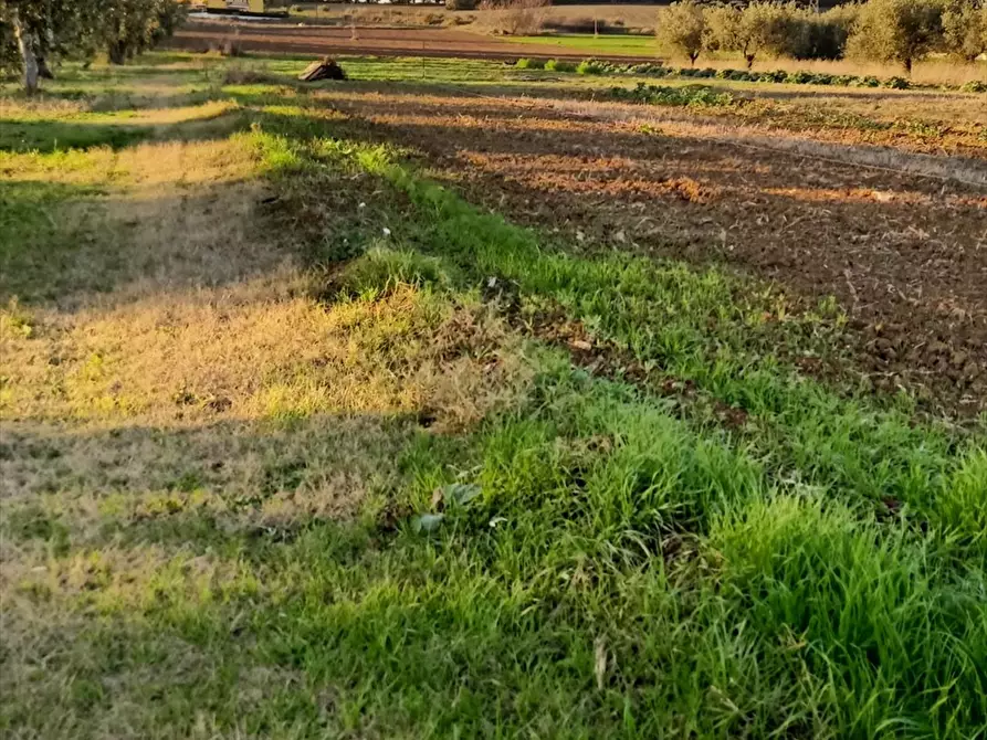 Immagine 3 di Terreno edificabile in vendita  a Rosciano