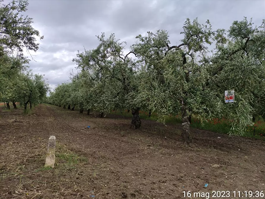 Immagine 2 di Terreno agricolo in vendita  in Contrada Mezzanella a Cerignola