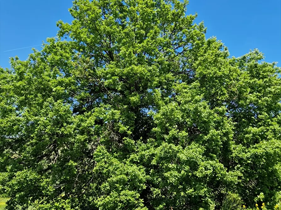 Immagine 22 di Terreno agricolo in vendita  a Bucchianico