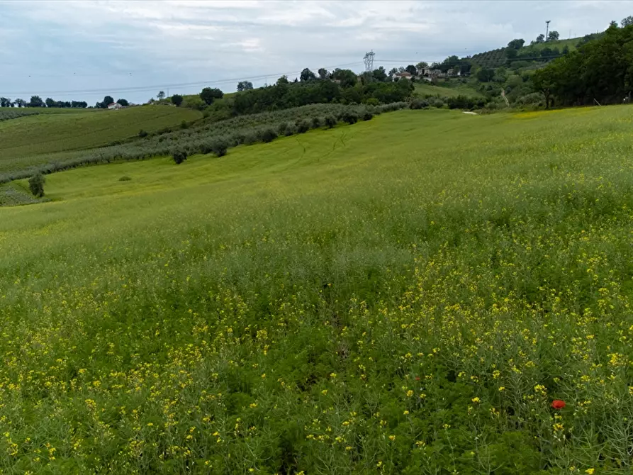 Immagine 19 di Terreno agricolo in vendita  a Bucchianico
