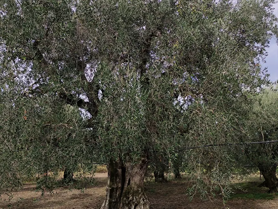 Immagine 7 di Terreno agricolo in vendita  in San Michele delle Vigne  a Cerignola