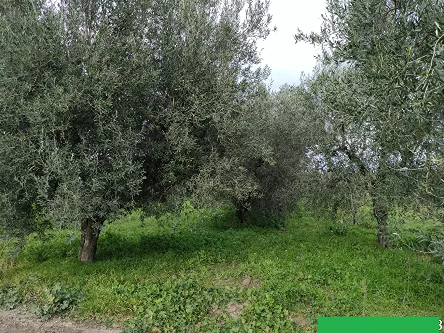 Immagine 5 di Terreno agricolo in vendita  a Cerignola