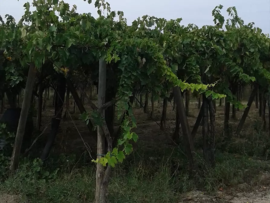 Immagine 3 di Terreno agricolo in vendita  a Cerignola