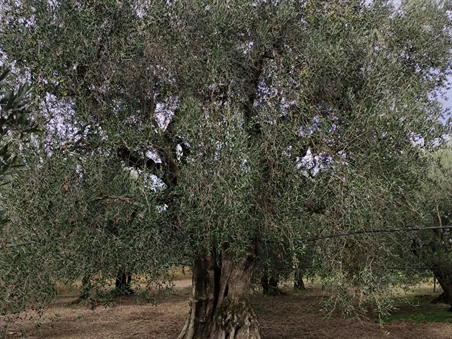 Immagine 6 di Terreno agricolo in vendita  in San Michele delle Vigne  a Cerignola