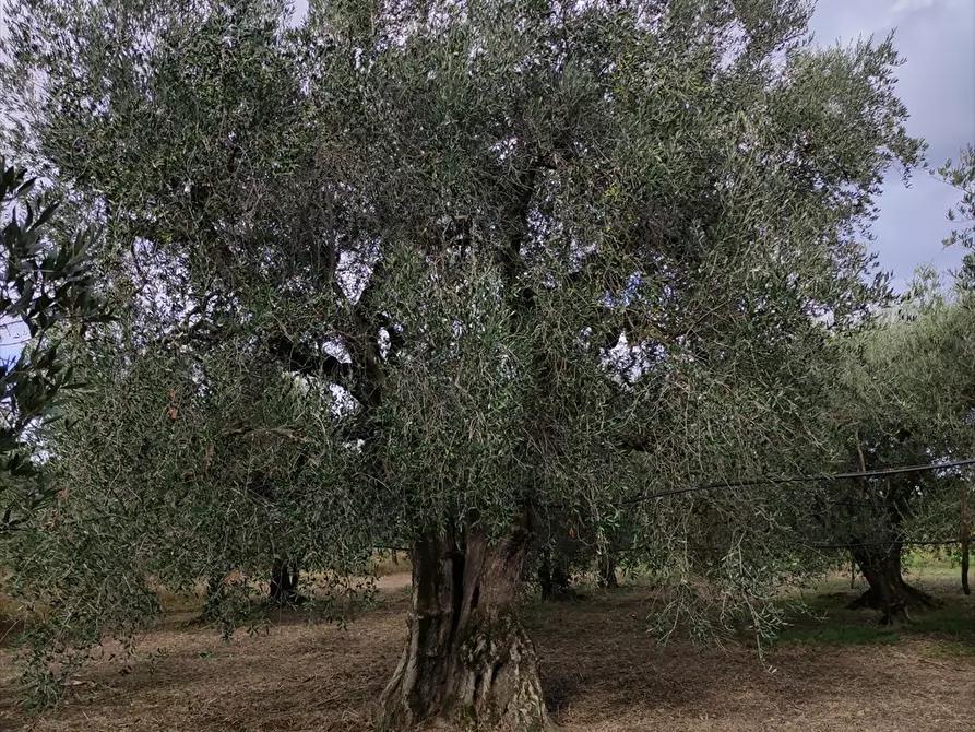 Immagine 1 di Terreno agricolo in vendita  in San Michele delle Vigne  a Cerignola