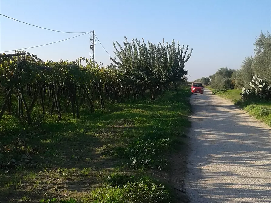 Immagine 9 di Terreno agricolo in vendita  a Cerignola