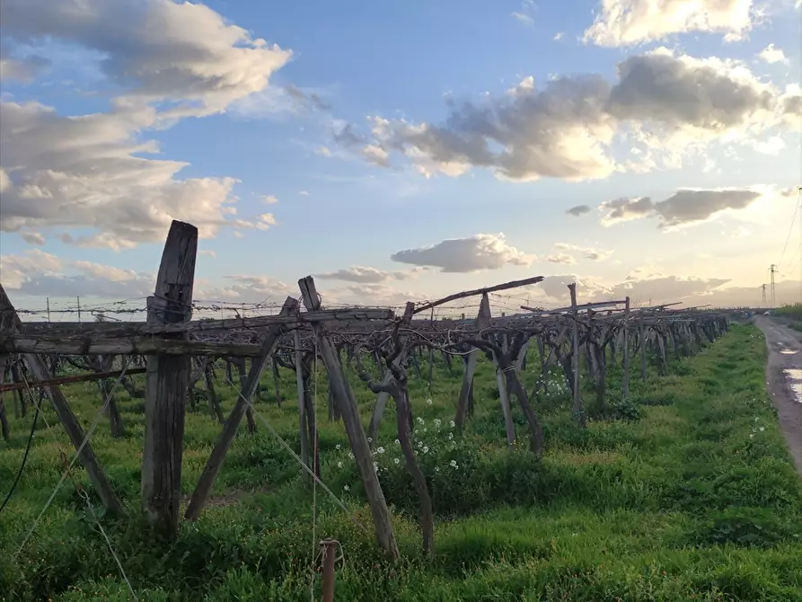 Immagine 2 di Terreno agricolo in vendita  a Cerignola